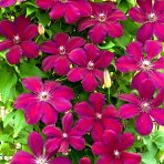 Plamienok (Clematis) ´ROUGE CARDINAL´ - výška 60-80 cm, kont. C2L